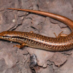 Classification of Mabuia (Skink)