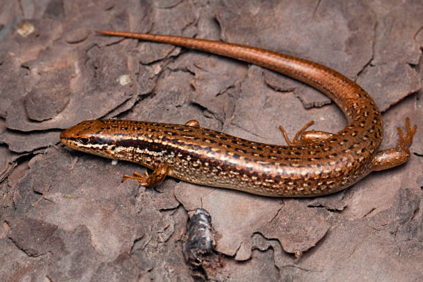 Classification of Mabuia (Skink)