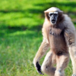 Classification of Hylobates (Gibbon)