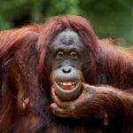Classification of Pongo (Orangutan)