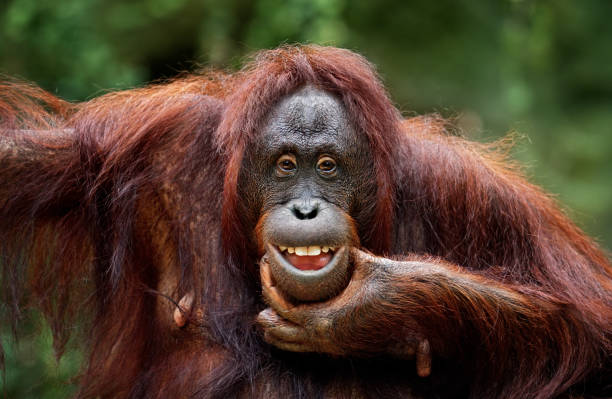 Classification of Pongo (Orangutan)