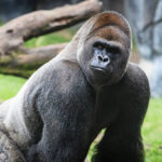 Classification of Gorilla