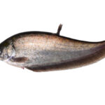 Classification of Notopterus (Chitala)