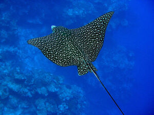 Classification of Myliobatis (Eagle Ray)
