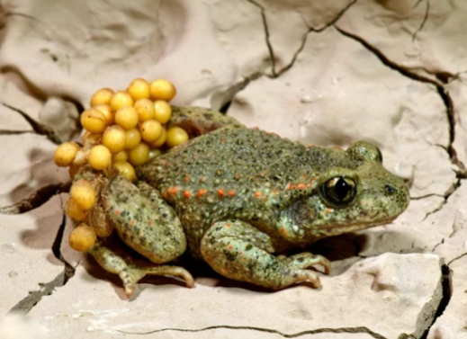 Alytes | Midwife Toad