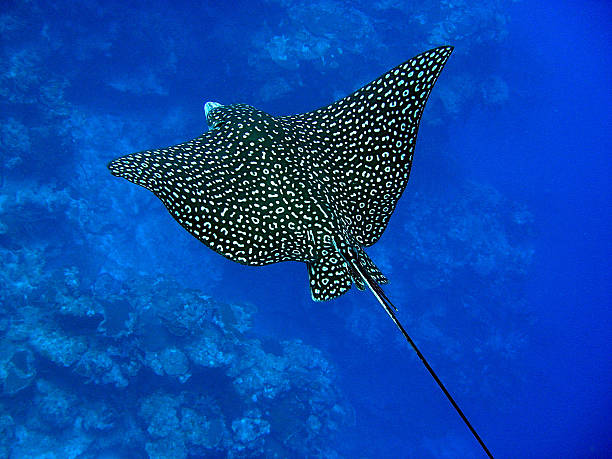 Classification of Myliobatis (Eagle Ray)