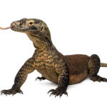 Classification of Varanus (Monitor Lizard)