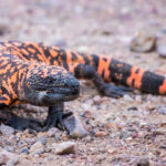 Classification of Heloderma (Gilla Monster)