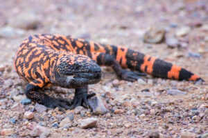 HELODERMA (GILLA MONSTER) | Zoologyverse