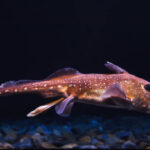 Classification of Chimaera (Rat Fish)