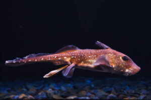 Classification of Chimaera (Rat Fish)