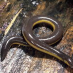 Classification of Ichthyophis