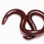 Classification of Uraeotyphlus