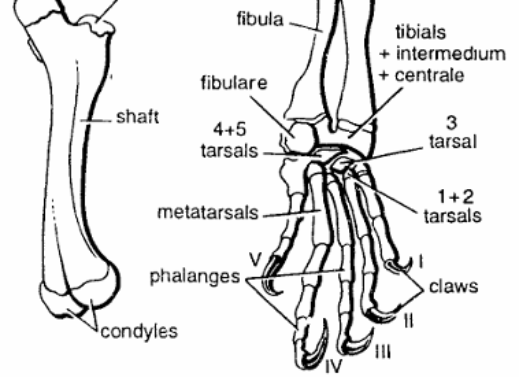 HIND LIMB BONES
