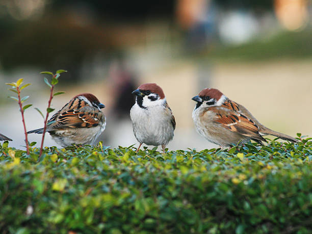Classification of Passer Domesticus (Sparrow)