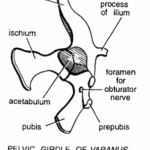 PELVIC GIRDLES IN VERTEBRATES