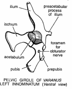PELVIC GIRDLES IN VERTEBRATES