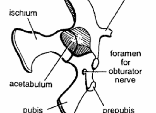 PELVIC GIRDLES IN VERTEBRATES