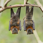 Classification of Pteropus (Flying Fox)