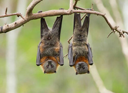 PTEROPUS (FLYING FOX)
