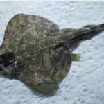 Classification of Skate Fish