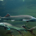 Classification of Acipenser (Sturgeon)