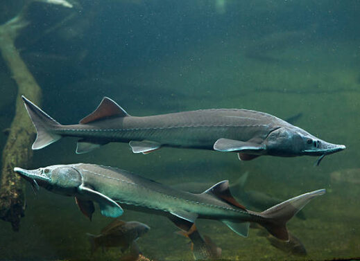 ACIPENSER (STURGEON)