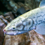 Classification of Amia Calva | Bowfin