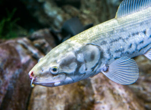 AMIA CALVA | BOWFIN