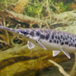 Classification of Lepidosteus (Garpike)