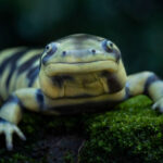 Classification of Ambystoma Maculatum (Tiger Salamander)
