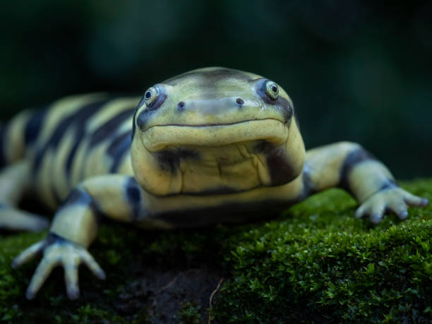 Classification of Ambystoma Maculatum (Tiger Salamander)