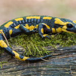 Classification of Salamandra (Fire Salamander)