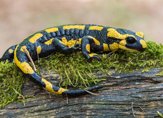 SALAMANDRA (FIRE SALAMANDER)
