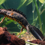 Classification of Triturus Cristatus (Crested Newt)
