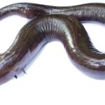 Classification of Amphiuma (Congo Eel)