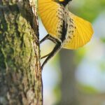 Classification of Draco (Flying Lizard)
