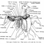 Dissection of Pigeon