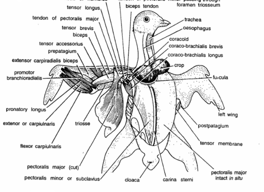 DISSECTION OF PIGEON