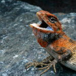 Classification of Calotes (Garden Lizard)