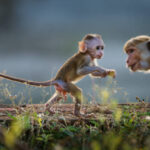 Classification of Macaca Mulata (Rhesus Monkey)