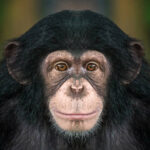 Classification of Pan Triglodytes (Chimpanzee)