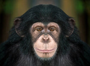 Classification of Pan Triglodytes (Chimpanzee)