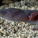 Classification of Proteus (Olm)