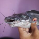 Classification of Clarias (Cat fish)