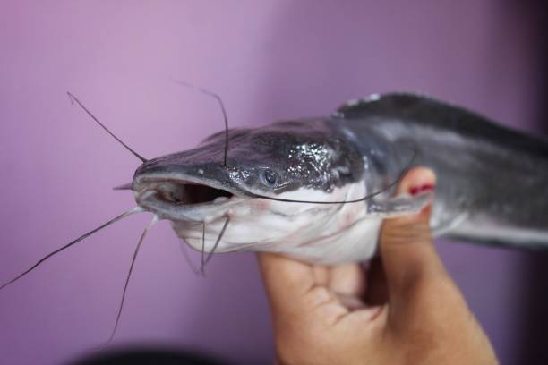 Classification of Clarias (Cat fish)