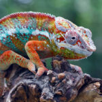 Classification of Chamaeleon