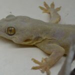 Classification of Hemidactylus