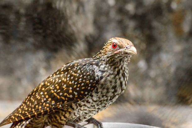 Classification of Eudynamis scolopaceus (Koel)