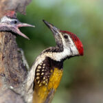 yellow-crowned woodpecker